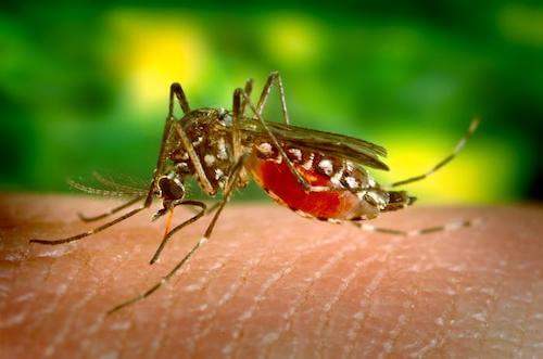 How-long-do-mosquitoes-Live-Aedes-aegypti