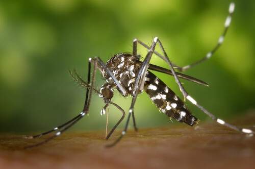How-long-does-a-mosquito-Live-Aedes-albopictus
