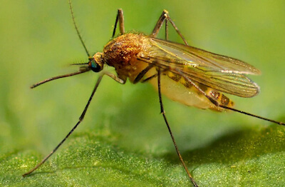 How-long-do-mosquitoes-Live-Culex-Pipiens