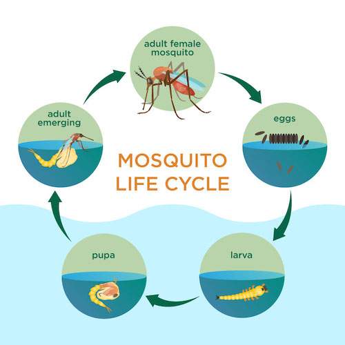 Mosquito-life-cycle