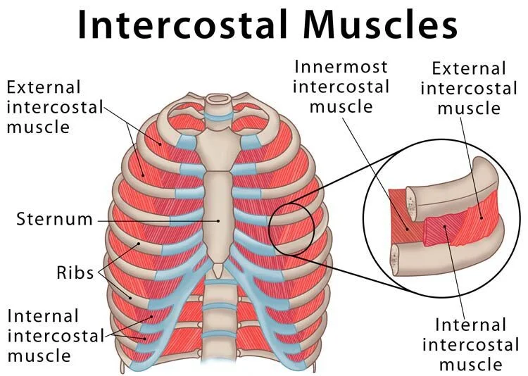 Intercostal-Muscles-Strain